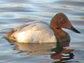 Canvasback